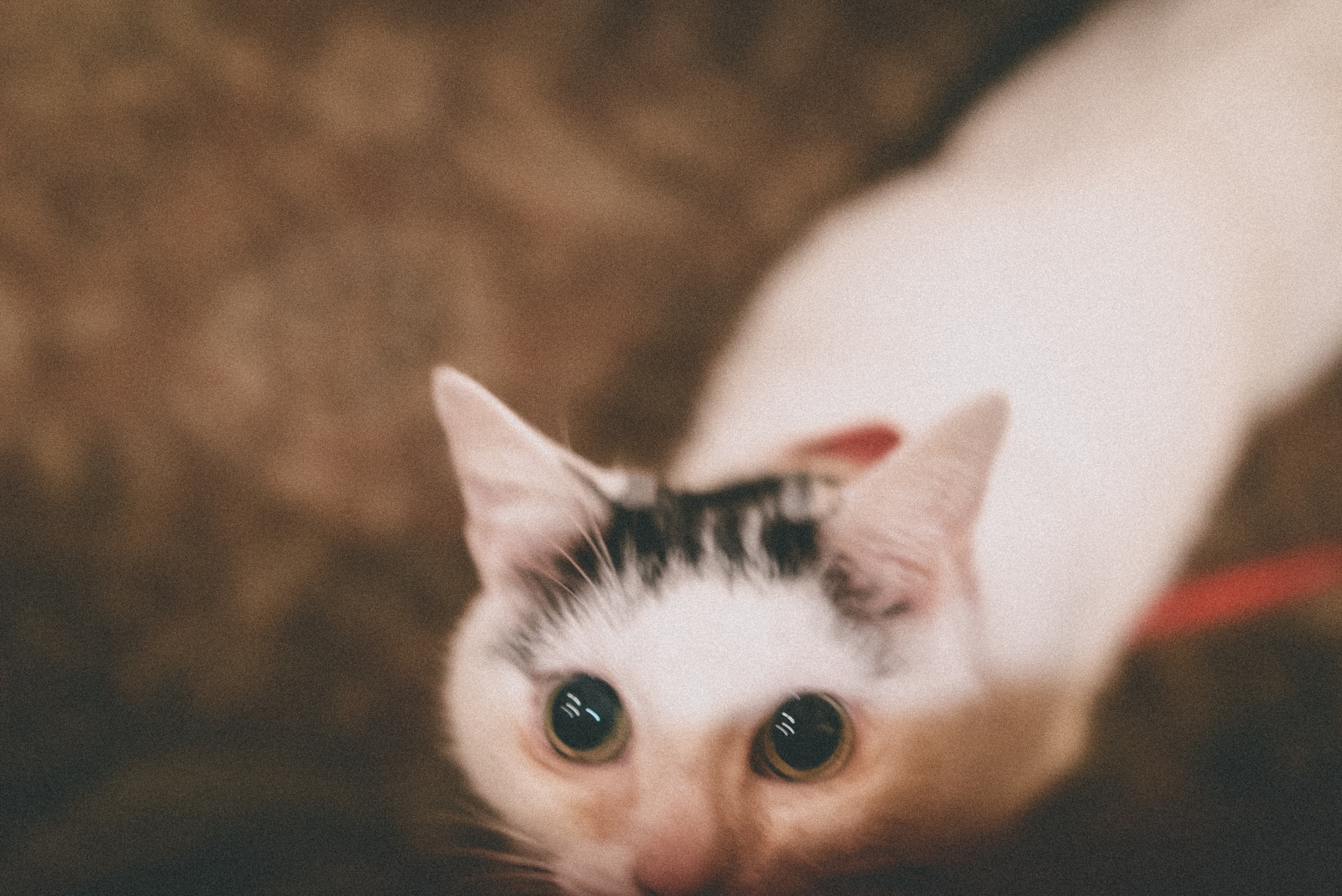 f:id:amilamia:20190412163715j:image