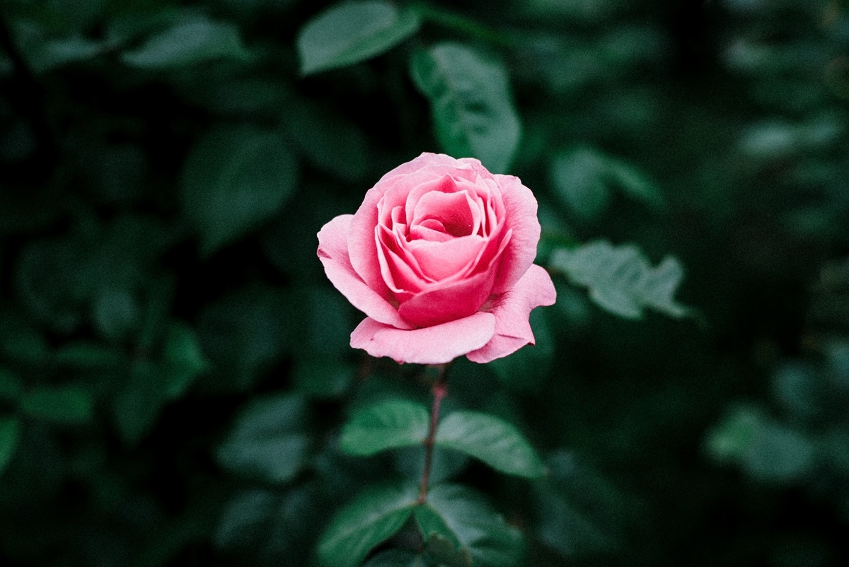 f:id:amilamia:20190507171425j:plain f:id:amilamia:20190507171425j:plain