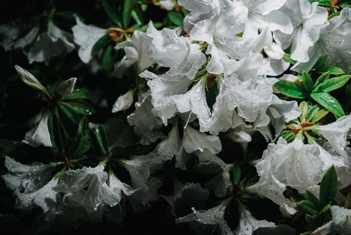 f:id:amilamia:20190507171443j:plain f:id:amilamia:20190507171443j:plain