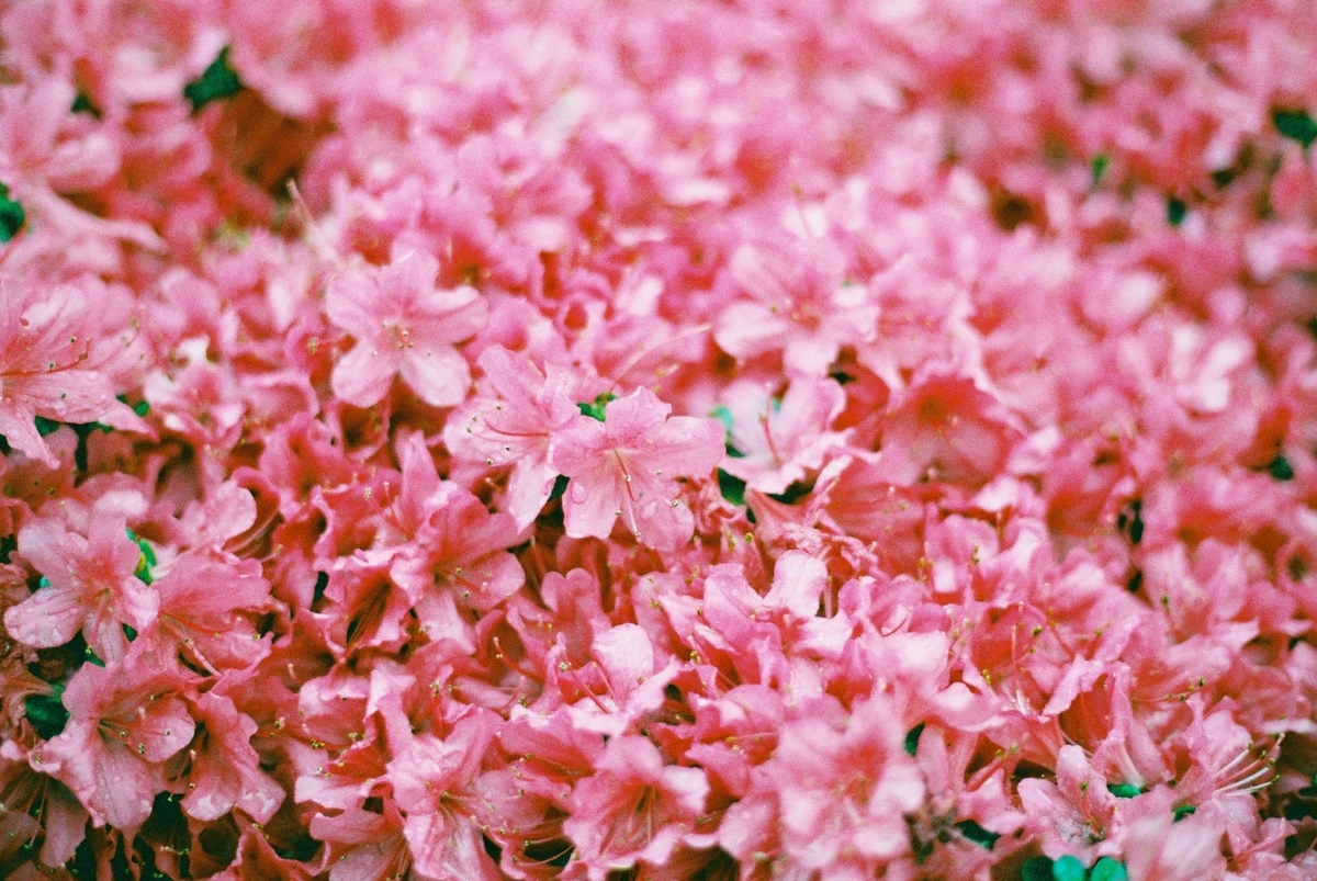f:id:amilamia:20190507171650j:plain f:id:amilamia:20190507171650j:plain