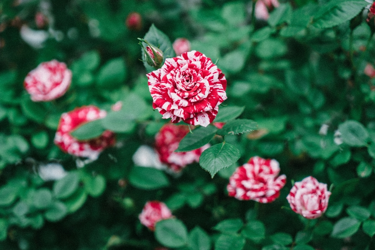 f:id:amilamia:20190507171738j:plain f:id:amilamia:20190507171738j:plain