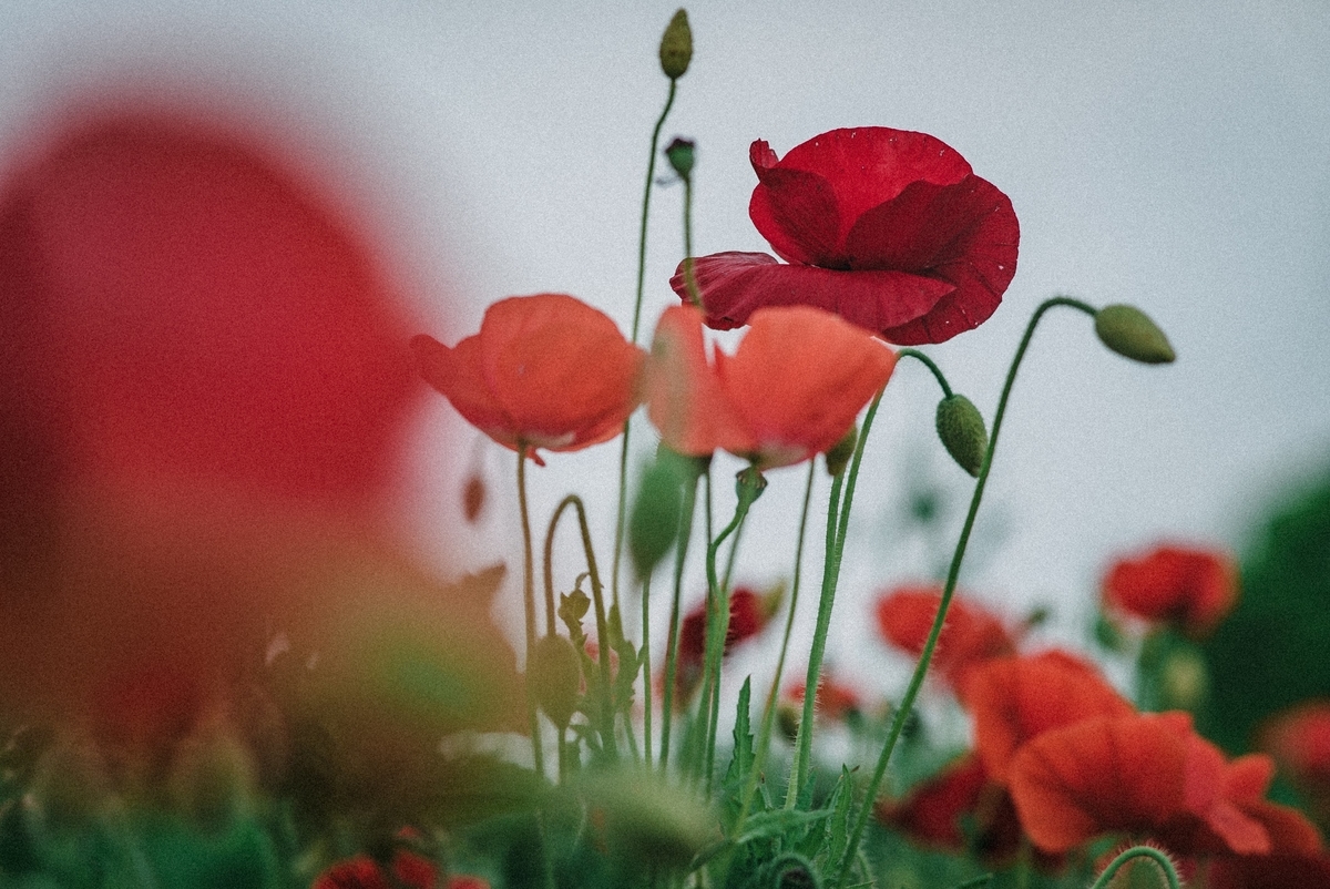 f:id:amilamia:20190507173431j:plain f:id:amilamia:20190507173431j:plain