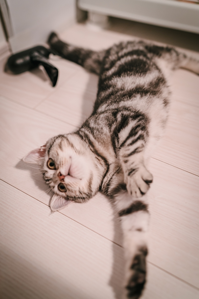 f:id:amilamia:20200708141855j:plain