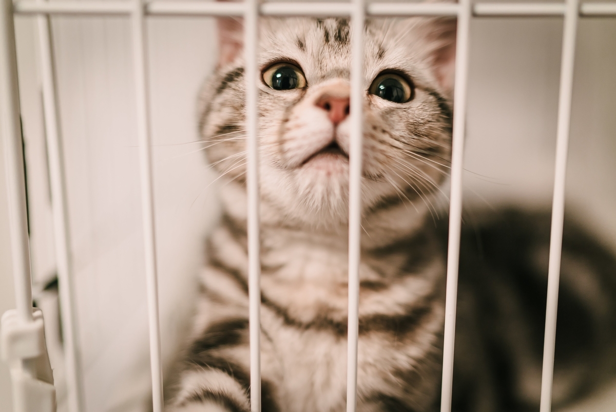 f:id:amilamia:20200708142005j:plain