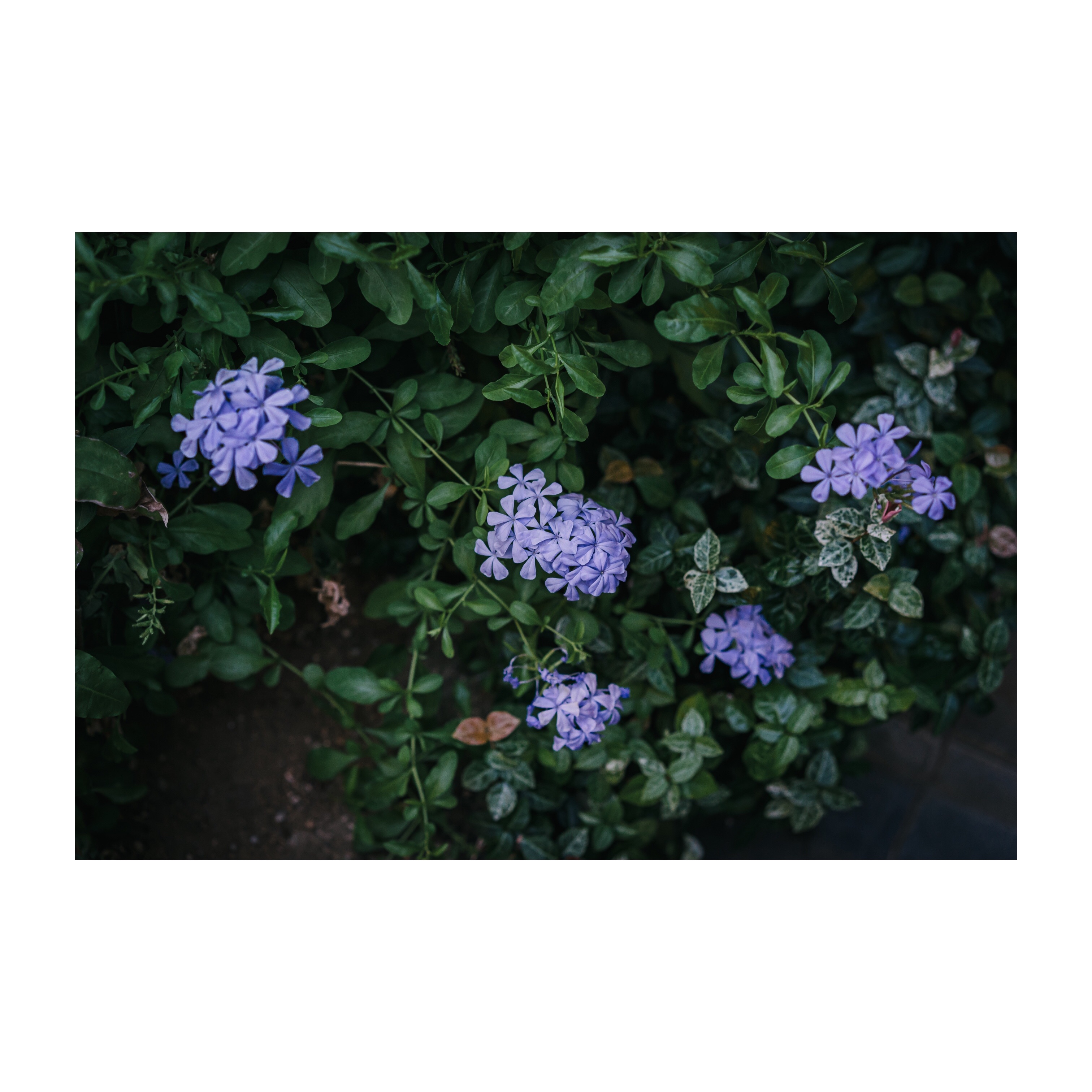 f:id:amilamia:20200826145218j:plain