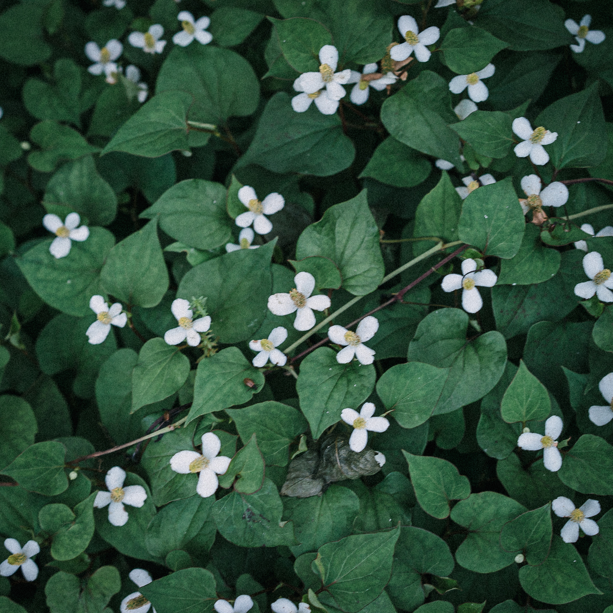 f:id:amilamia:20200914014524j:plain f:id:amilamia:20200914014524j:plain