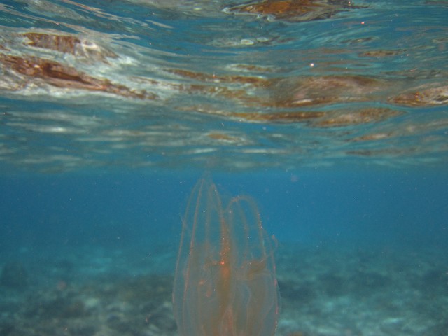 f:id:amimor:20200719131623j:image f:id:amimor:20200719131623j:image