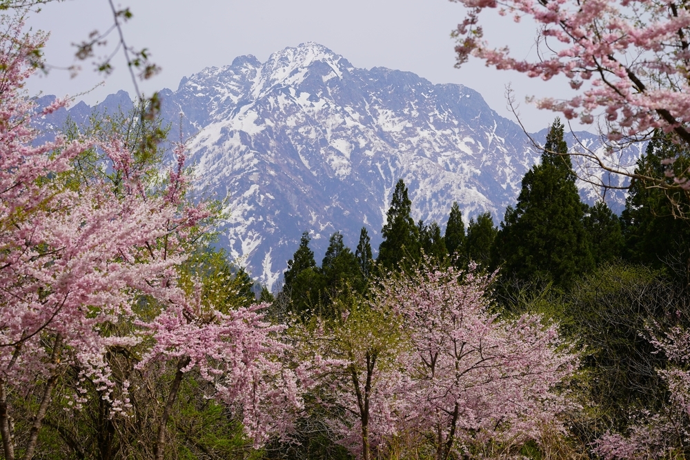 伊折の桜】 富山県中新川郡上市町 2026年4月17日 - あみの3ブログ・夢