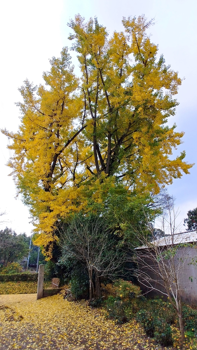 薩摩川内市 入来町 副田 石原さん宅 樹齢400年の大イチョウ - 鹿児島