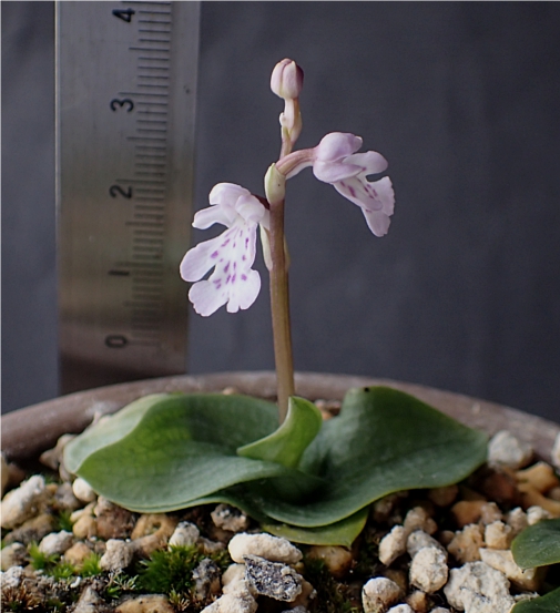 f:id:amitostigma:20170306160621j:plain f:id:amitostigma:20170306160621j:plain