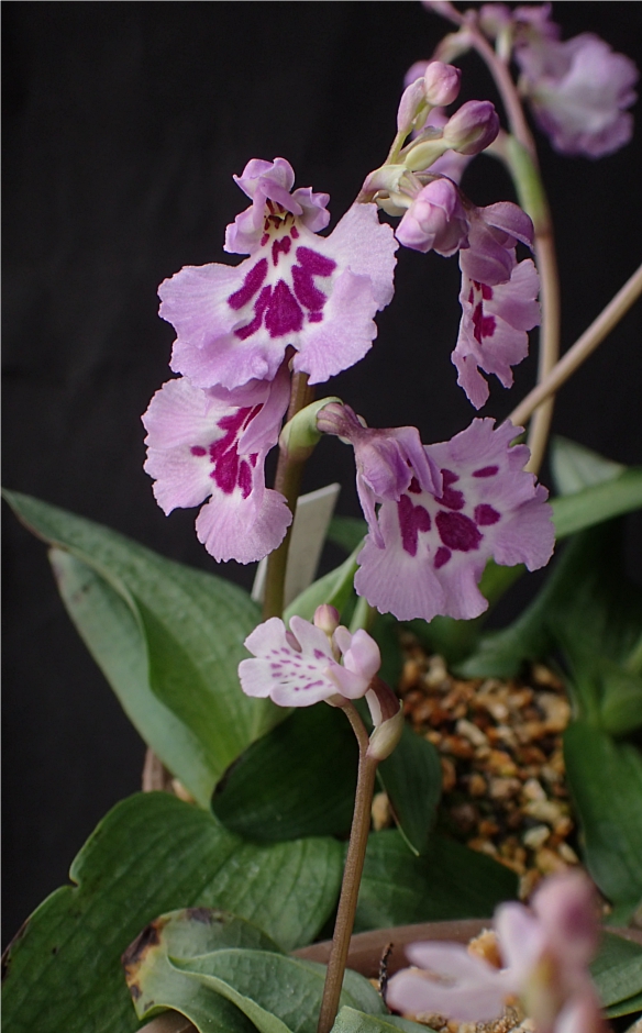 f:id:amitostigma:20170306160640j:plain f:id:amitostigma:20170306160640j:plain