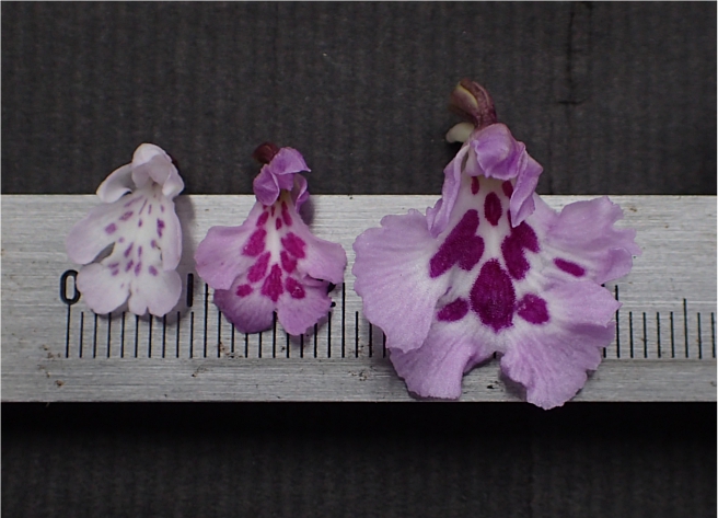 f:id:amitostigma:20170306160652j:plain f:id:amitostigma:20170306160652j:plain