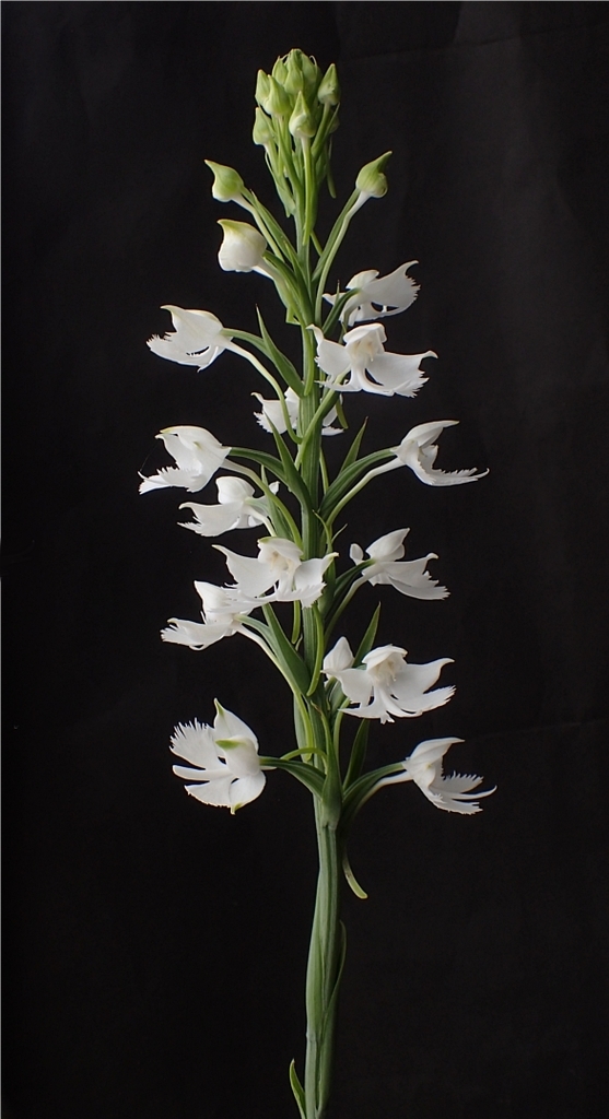 f:id:amitostigma:20181011162325j:plain f:id:amitostigma:20181011162325j:plain