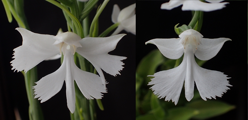 f:id:amitostigma:20181011162342j:plain f:id:amitostigma:20181011162342j:plain