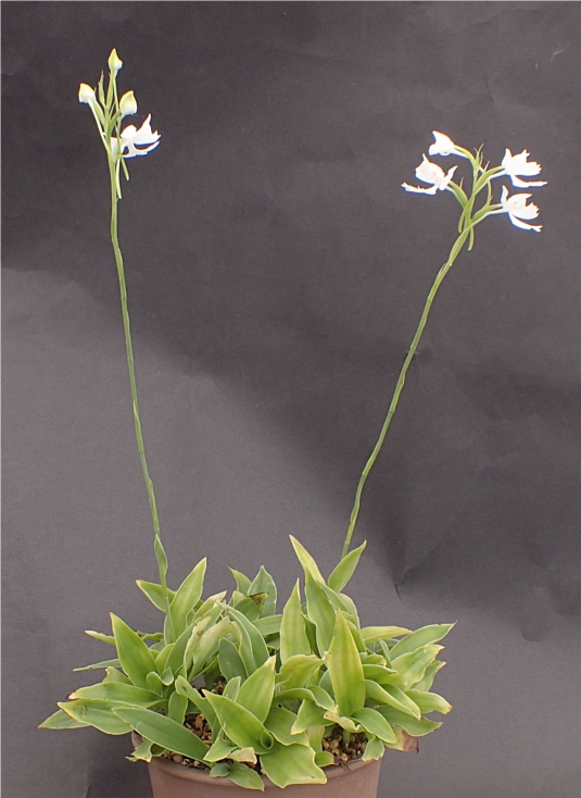 f:id:amitostigma:20181011162405j:plain f:id:amitostigma:20181011162405j:plain