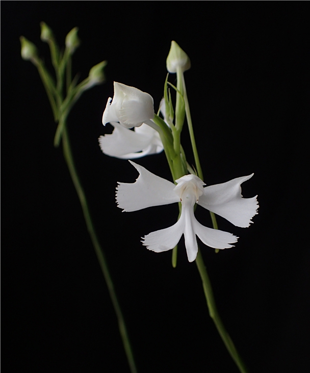 f:id:amitostigma:20181011162426j:plain f:id:amitostigma:20181011162426j:plain