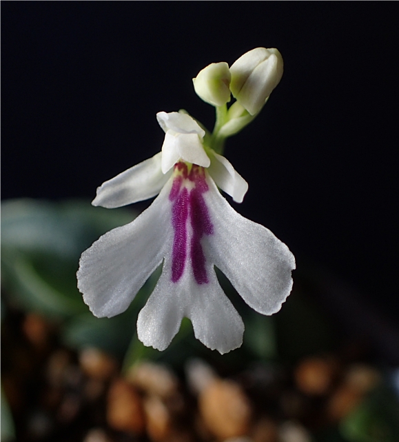 f:id:amitostigma:20190201154430j:plain f:id:amitostigma:20190201154430j:plain