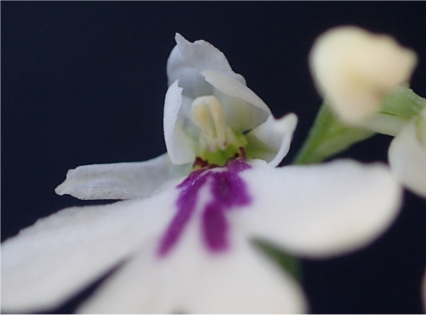 f:id:amitostigma:20190201154445j:plain f:id:amitostigma:20190201154445j:plain