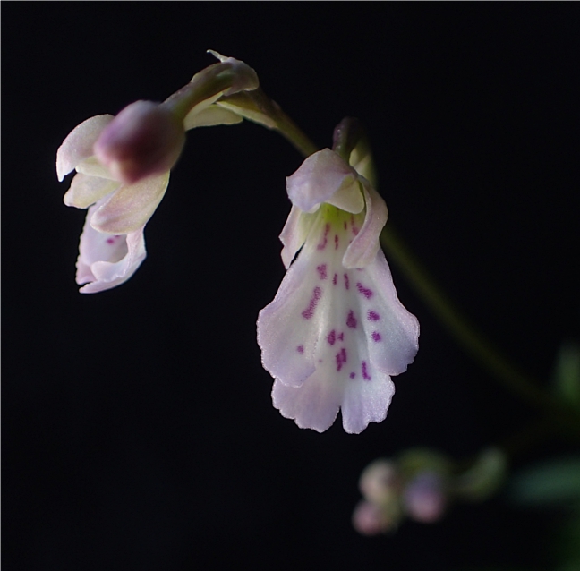 f:id:amitostigma:20190201154513j:plain f:id:amitostigma:20190201154513j:plain