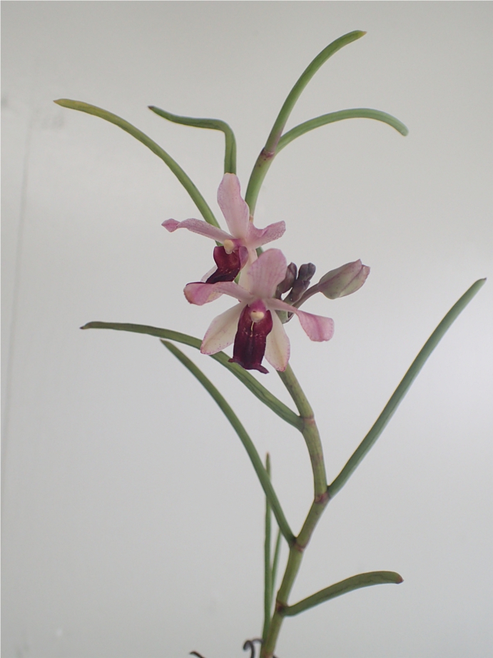 f:id:amitostigma:20190607102927j:plain f:id:amitostigma:20190607102927j:plain