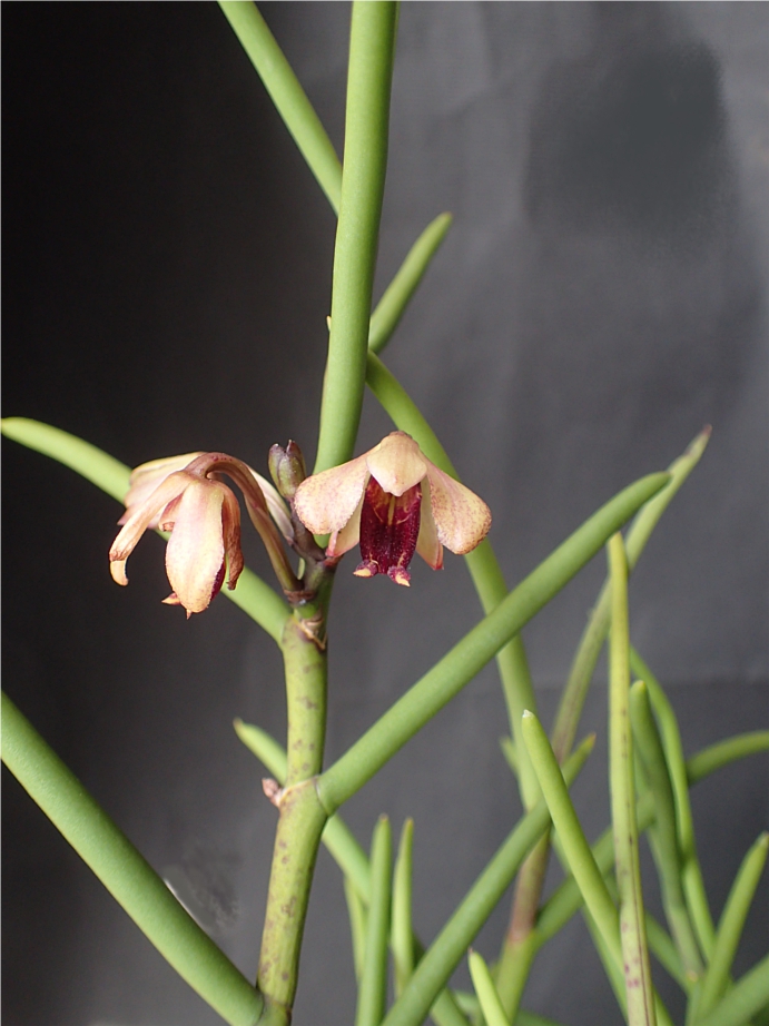 f:id:amitostigma:20190608111542j:plain f:id:amitostigma:20190608111542j:plain