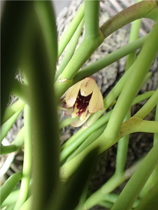 f:id:amitostigma:20190608112612j:plain f:id:amitostigma:20190608112612j:plain