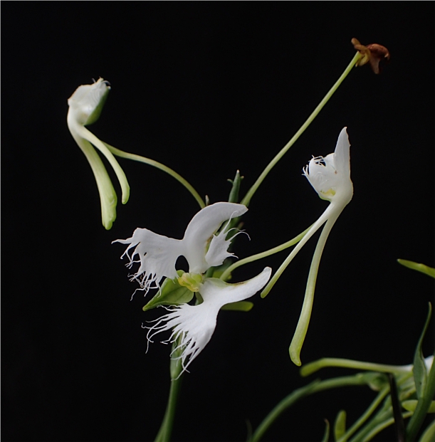 f:id:amitostigma:20190819160326j:plain f:id:amitostigma:20190819160326j:plain