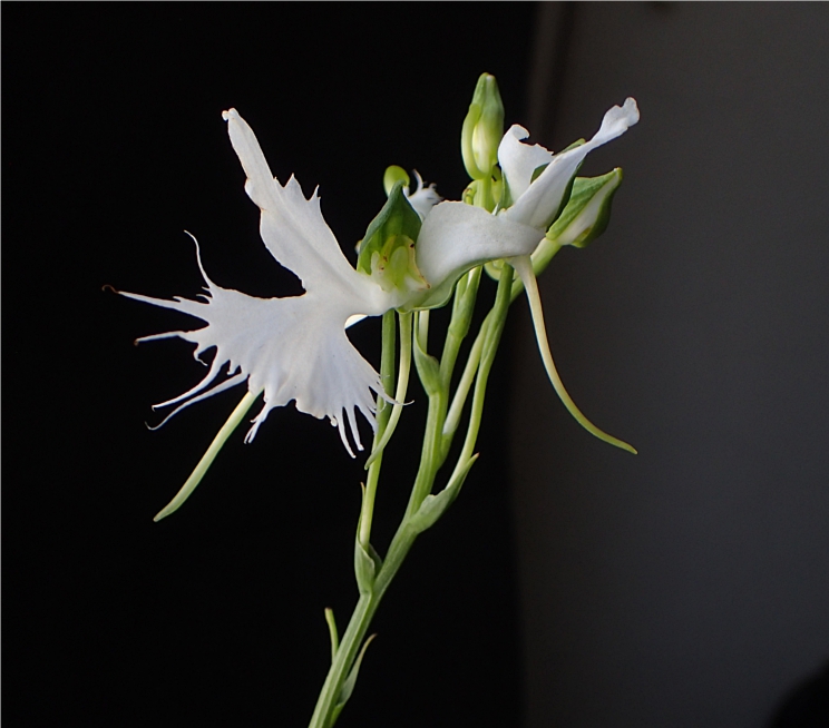 f:id:amitostigma:20190819160344j:plain f:id:amitostigma:20190819160344j:plain
