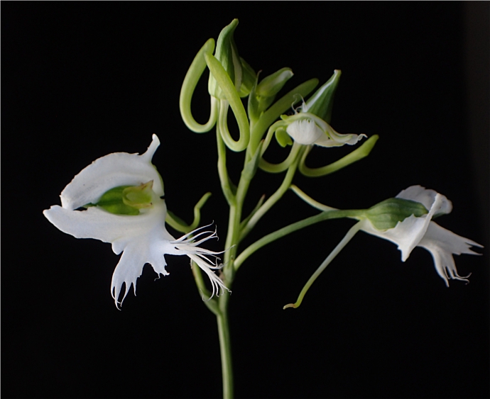 f:id:amitostigma:20190819160439j:plain f:id:amitostigma:20190819160439j:plain