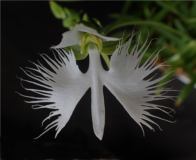 f:id:amitostigma:20190820114457j:plain f:id:amitostigma:20190820114457j:plain