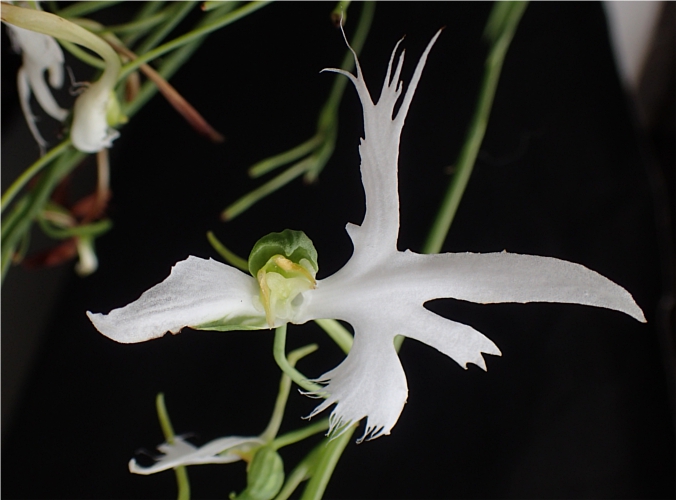 f:id:amitostigma:20190822120044j:plain f:id:amitostigma:20190822120044j:plain
