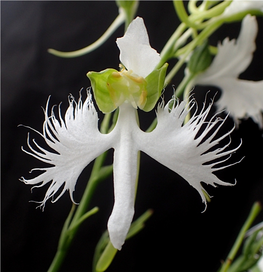 f:id:amitostigma:20190822120243j:plain f:id:amitostigma:20190822120243j:plain