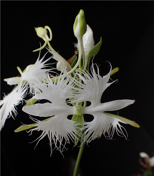 f:id:amitostigma:20190903150516j:plain f:id:amitostigma:20190903150516j:plain