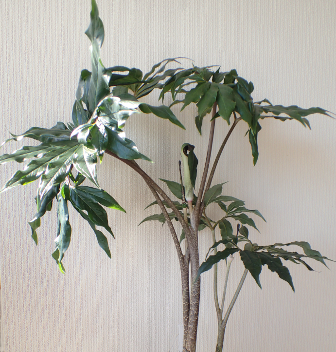 オキナワテンナンショウの実生記録 - Amitostigma's blog