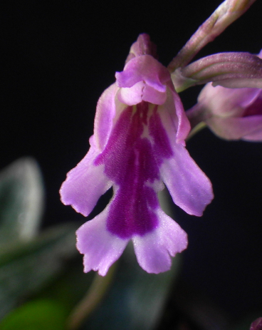 オキナワチドリの属間交配種 - Amitostigma's blog