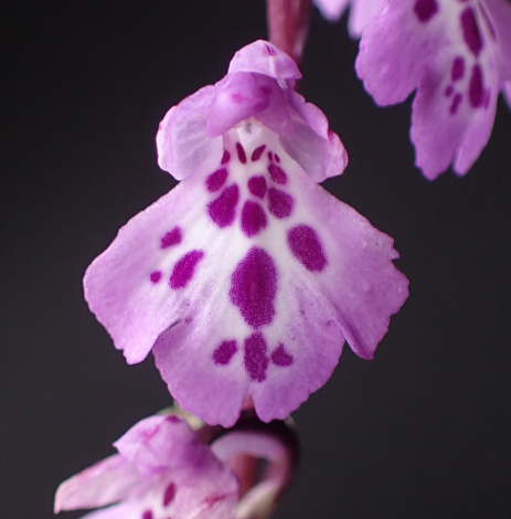 オキナワチドリの属間交配種 - Amitostigma's blog
