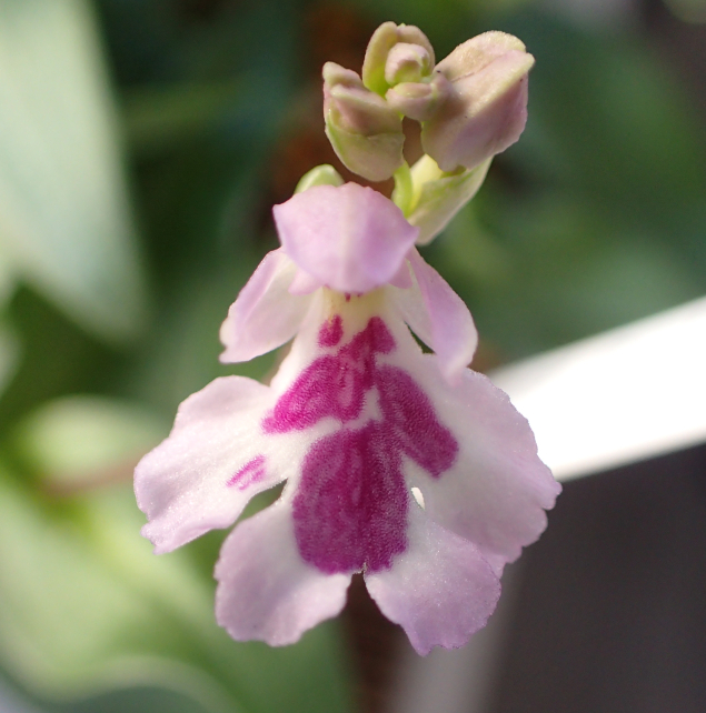 オキナワチドリの属間交配種 - Amitostigma's blog