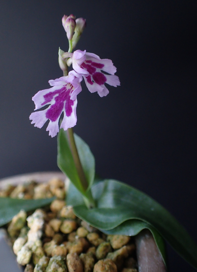 オキナワチドリの属間交配種 - Amitostigma's blog