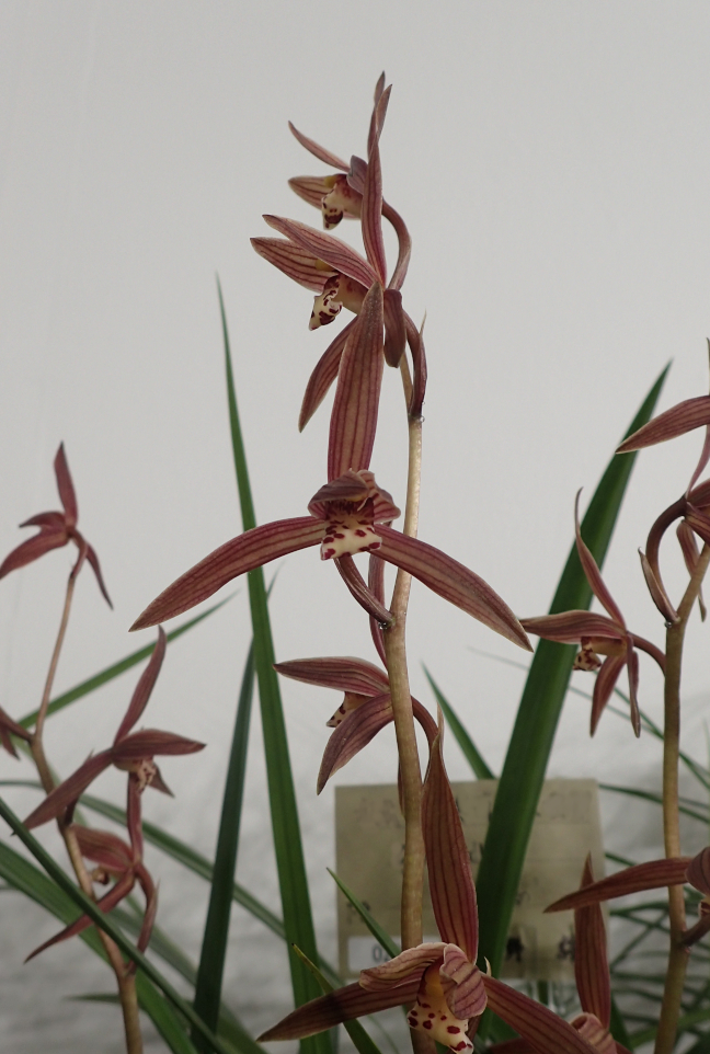 歳を報せる蘭 - Amitostigma's blog