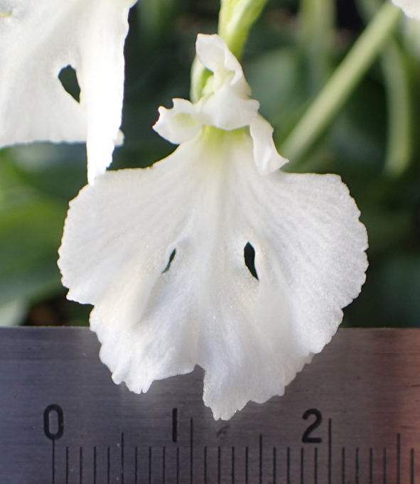 オキナワチドリの育種（純白花） - Amitostigma's blog