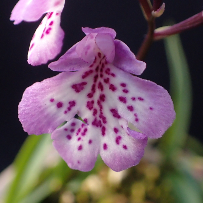 Amitostigma hybrid - Amitostigma's blog
