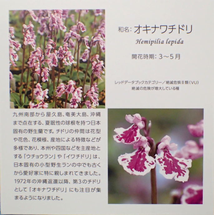 蘭様　　琉球*海花のたね④ 沖縄のランから生まれた新種の花を世界初展示 | 沖縄のニュース