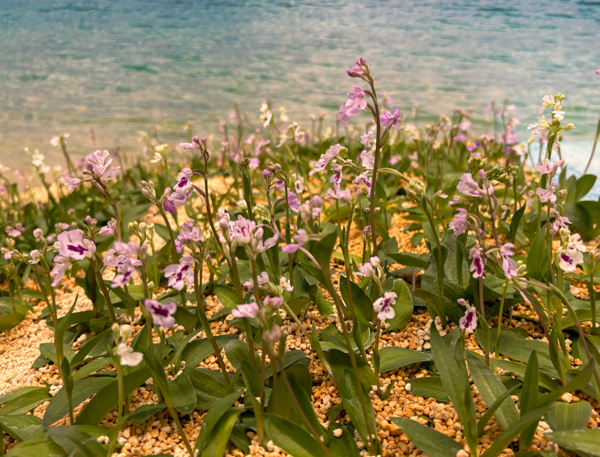 世界らん展2024 - Amitostigma's blog