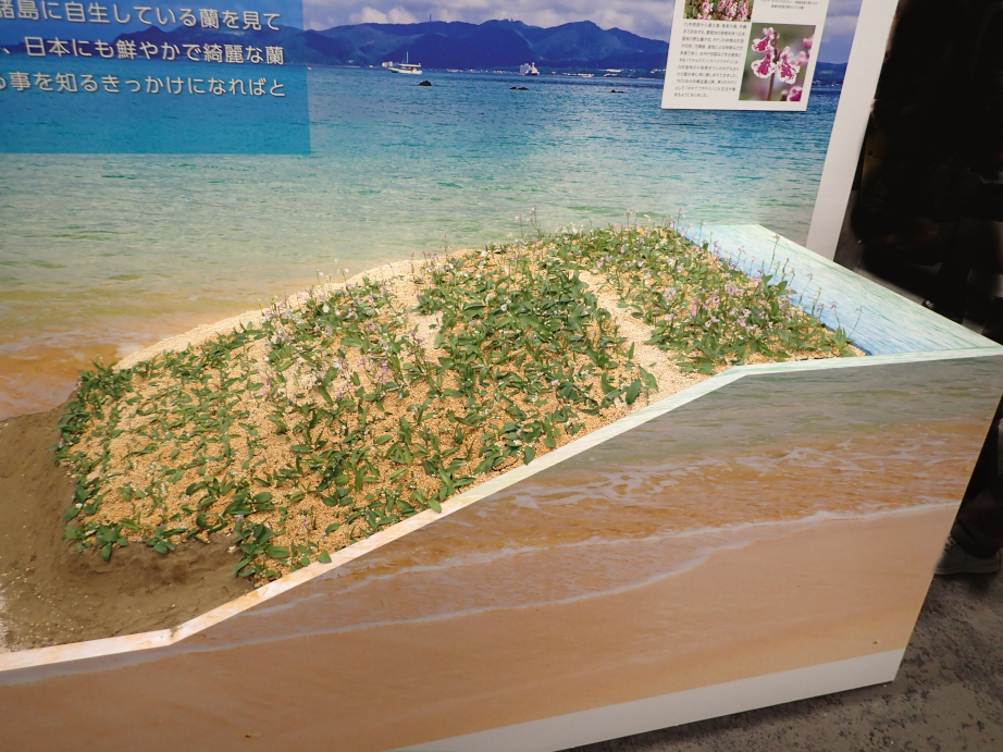 世界らん展2024 - Amitostigma's blog