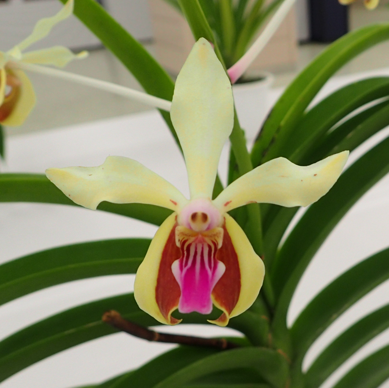 リ*ル様 コウトヒスイラン。 GKZ植物事典・コウトウヒスイラン（紅頭翡翠蘭）