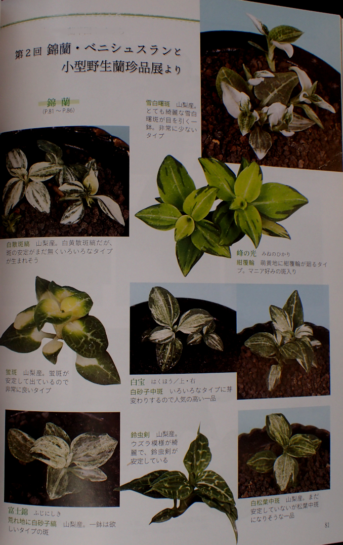 斑入り #山野草 Yahoo!オークション - 錦蘭 ＊ 銘鑑掲載品＊ 「緑光