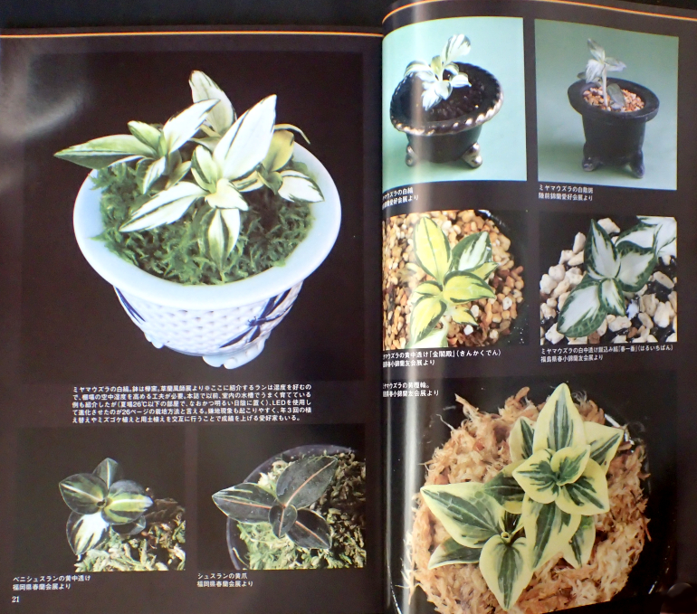 ジュエルオーキッドの参考書（その3） - Amitostigma's blog