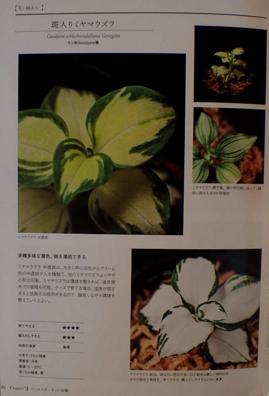 ジュエルオーキッドの参考書（その3） - Amitostigma's blog