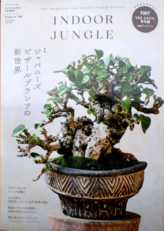 特集：沖縄盆栽 - Amitostigma's blog