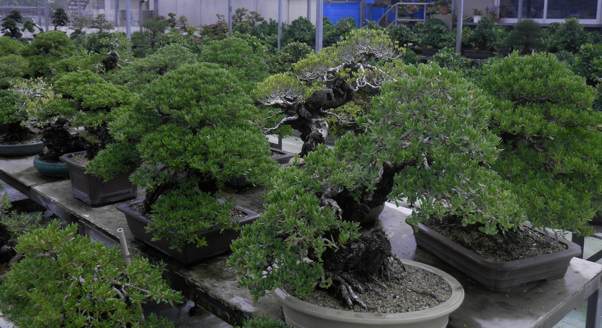 特集：沖縄盆栽 - Amitostigma's blog